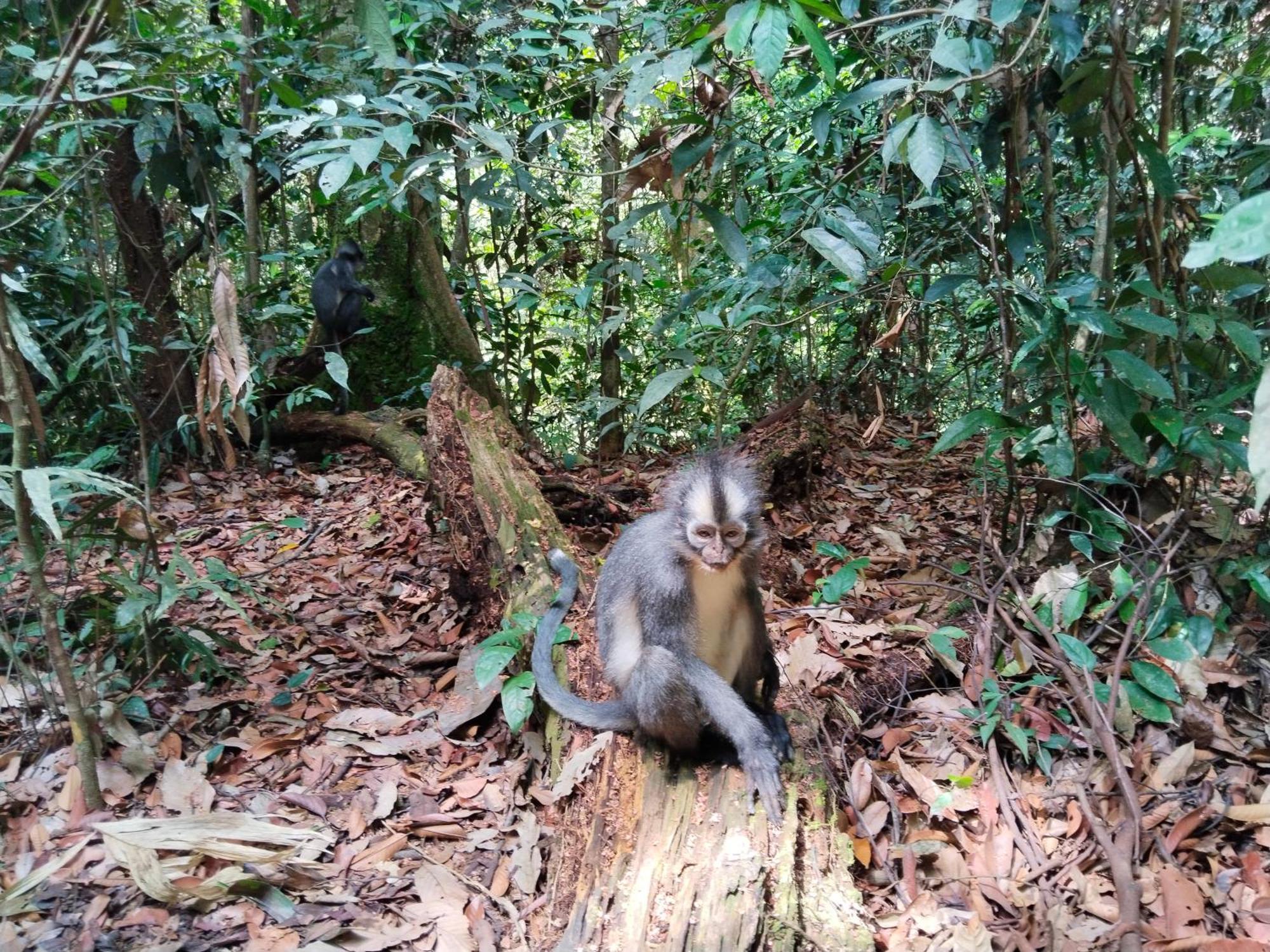 Jhony'S Backpacker-Guest House Only Stay Here Book Treking With Us Bukit Lawang Eksteriør billede